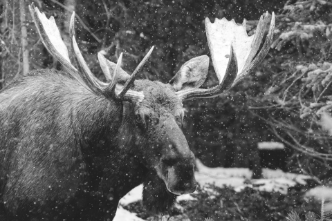 Small thumbs full width