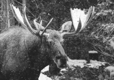 Small thumbs full width